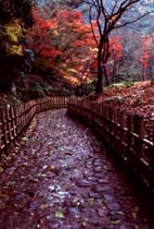 Path at Ritsurun Garden