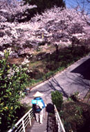 Phyllis under cherry trees