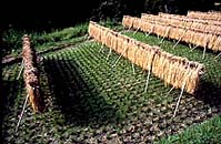 Rice drying in field