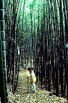 Walking through the bamboo forest