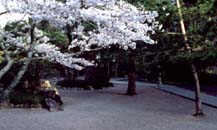 Cherry Blossoms at Temple 38